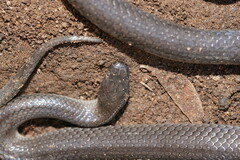 Cryptophis nigrescens