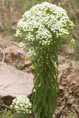 Stevia serrata