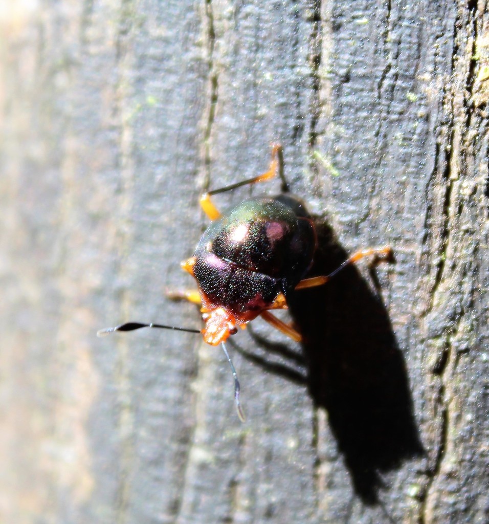 Discocera coccinea