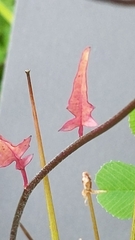 Sisymbrium erysimoides