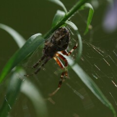 Metepeira labyrinthea