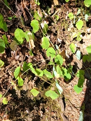 Lonicera ciliosa