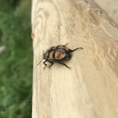 Astylus trifasciatus