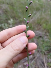 Liatris spicata