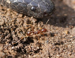 Aphaenogaster longiceps