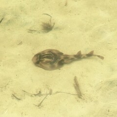 Trygonorrhina dumerilii