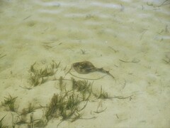 Trygonorrhina dumerilii