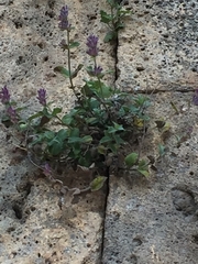 Nepeta racemosa racemosa