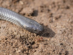 Cryptophis nigrescens
