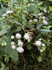 Ageratina
