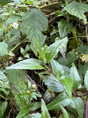 Ageratina