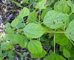 Laportea alatipes