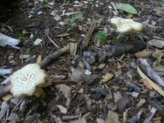 Agrocybe