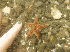 Dermasterias imbricata