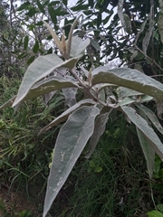 Buddleja domingensis