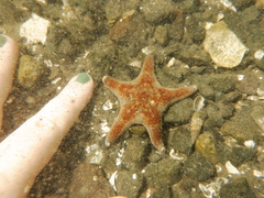 Dermasterias imbricata