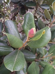 Magnolia pallescens