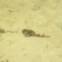 Trygonorrhina dumerilii