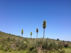 Puya chilensis