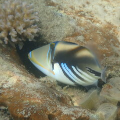 Rhinecanthus aculeatus