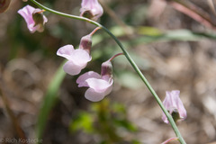 Lathyrus graminifolius