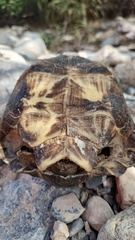 Gopherus berlandieri