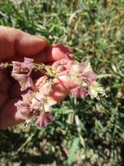 Mirabilis hirsuta