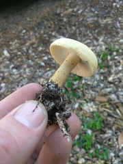 Agrocybe