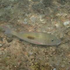 Lethrinus harak