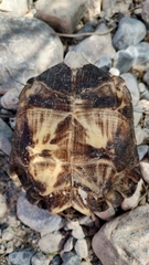 Gopherus berlandieri