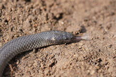 Cryptophis nigrescens