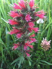 Pontechium maculatum