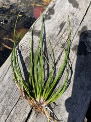 Eleocharis obtusa