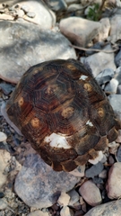 Gopherus berlandieri