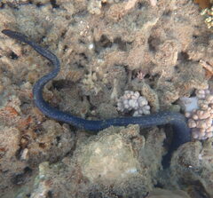 Emydocephalus annulatus