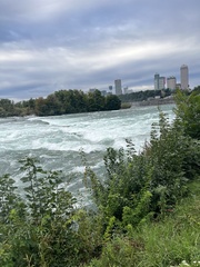 Reynoutria sachalinensis