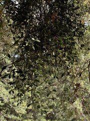 Phoradendron villosum