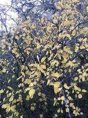 Amelanchier utahensis