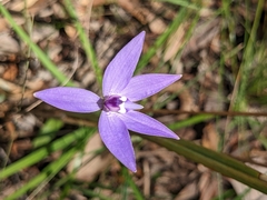 Glossodia major