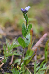 Veronica wormskjoldii