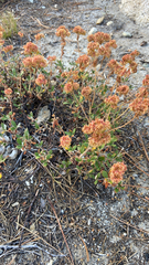 Eriogonum umbellatum