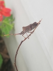 Leptoglossus oppositus