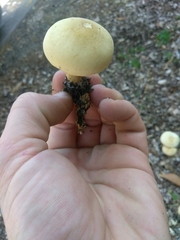 Agrocybe