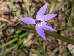 Glossodia major