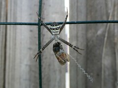 Argiope keyserlingi