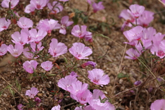 Clarkia rubicunda