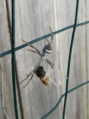 Argiope keyserlingi