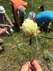 Trifolium trichocephalum