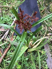 Cyperus lucidus