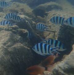 Abudefduf sexfasciatus